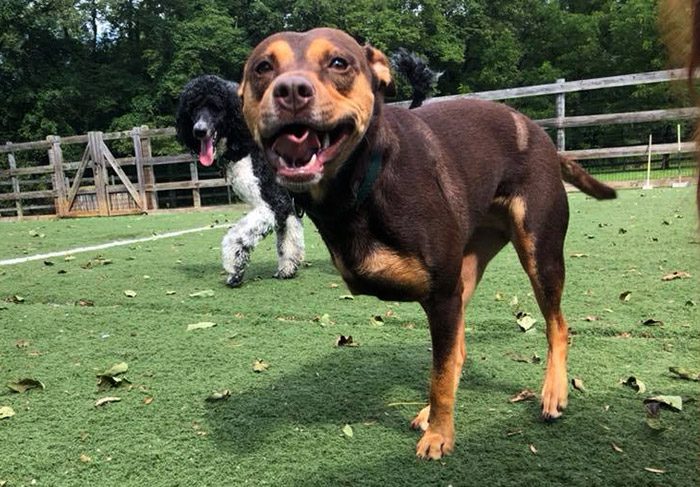 doggie daycare in Zionsville, PA