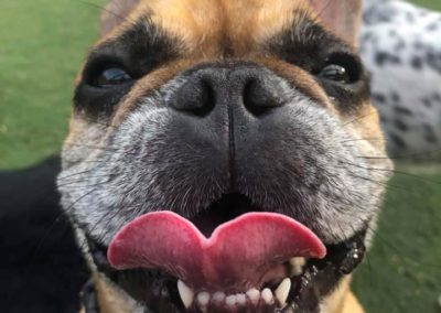Close up of dog's face with its tongue out | Queen of the Valley Farm A Pet Resort