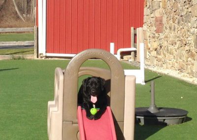 Dog playing in a plastic playground structure at Queen of the Valley Farm A Pet Resort