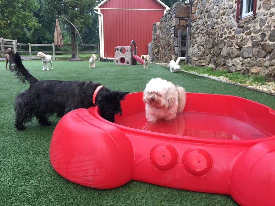 White dog in a kiddie pool that a small black dog is drinking out of | Queen of the Valley Farm A Pet Resort in Zionsville, PA