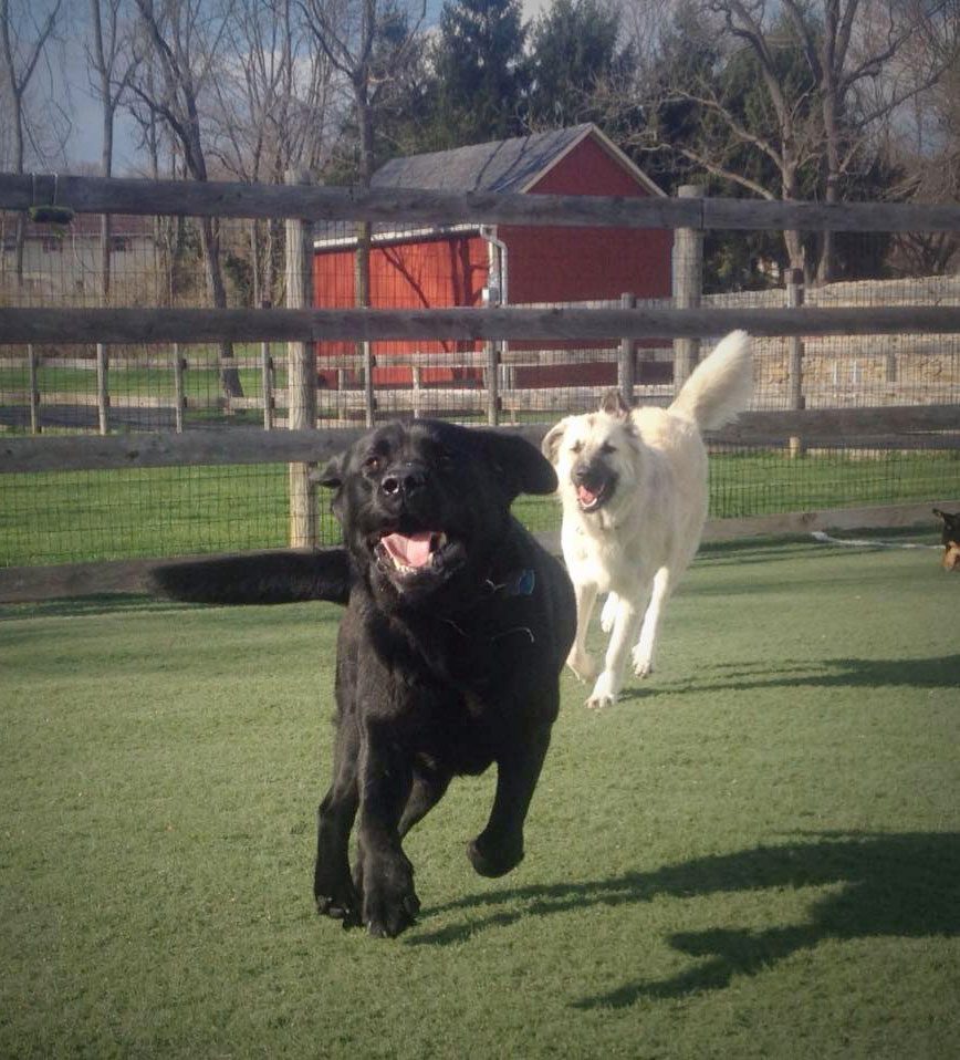 White dog chasing a black dog at Queen of the Valley Farm A Pet Resort