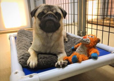 Pug sleeping on a cot with a stuffed toy inside Queen of the Valley Farm A Pet Resort